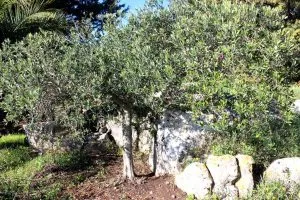 Olive-trees2926376