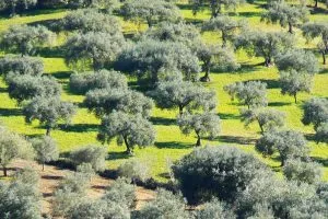 olive-grove-near-Ragusa