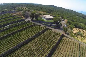 vineyards-on-Mout-Etna-area