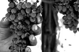 ETNA-Wine-blackwhite