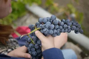 sicily_wine_winery_grapes_pixabay_1